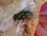Зеленый Золотой Fly