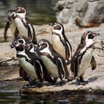 Groep pinguïns