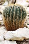 Cactus em crescimento