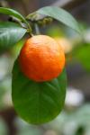 Mandarin în creştere
