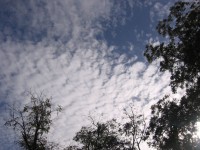 Hohe Wolken und Bäume