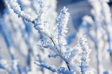 Hoar frost on a branch