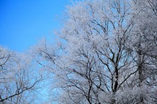 Hoar Frost On Tree