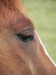 馬の目