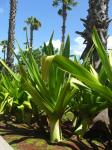 House Palm (yucca)