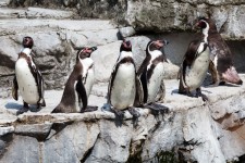 Humboldt pingüinos