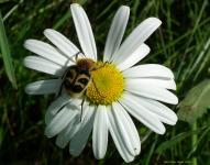 Bee besouro em daisy