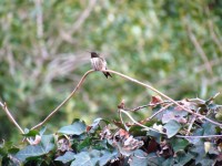 Pasărea colibri