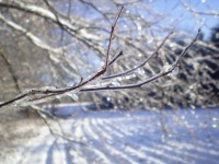 De hielo en la rama