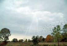 Indiana Paisagem com Pássaros & Sun