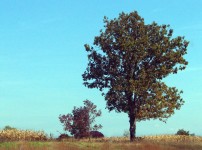 Árvores de Indiana e Cornfield