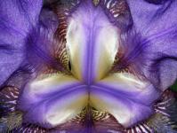 Binnen een Iris