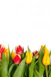 Isolated tulips