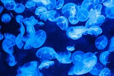 Fondo de las medusas