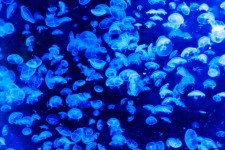 Patrón de las medusas