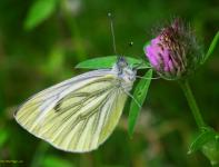 Bílý motýl