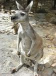 Kangaroo Zoo an