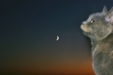 Cat And Moon