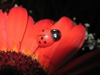 Ladybird pe Gerbera Orange