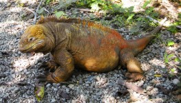 Iguane terrestre, Galapagos