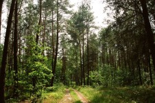 森林Sosnowica波兰
