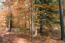 Janowskie森林