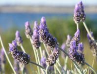 Lavender close-up