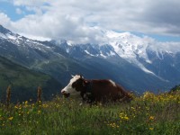 Tur la Mont Blanc (de vacă)