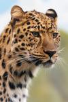 La cabeza de leopardo