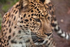 Leopardo buscando