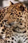 Leopardo en estado de alerta