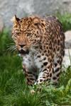 Leopard de mers pe jos