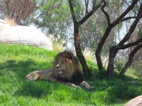 Cabeça do leão Rei
