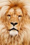 Lion porträtt