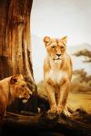 Löwin in Afrika