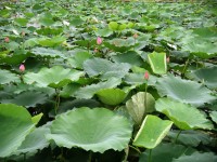 Lotus fält