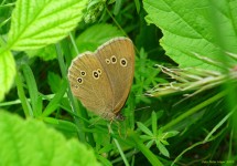 Geur Brown vlinder