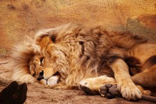 Leão deitado