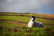 Fekvő bárány