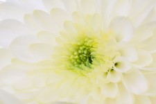 Makro Blume