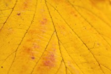 Macro de o frunză de galben