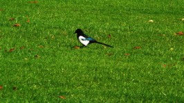 Magpie on grass
