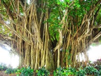 Mangrove träd