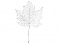 Sketch Maple Leaf Digital