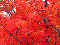 Árbol de hojas de arce en otoño