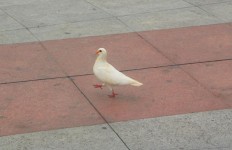 Marscherar kinesiska Pigeon