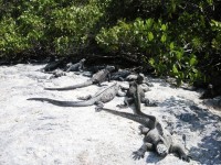 Iguanas marinhas