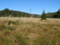 Meadow In Sumava