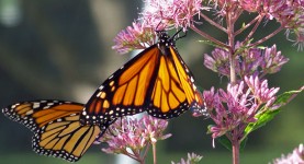 Monarch Butterflies On A Flower