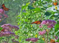 Monarch vlinders op bloemen